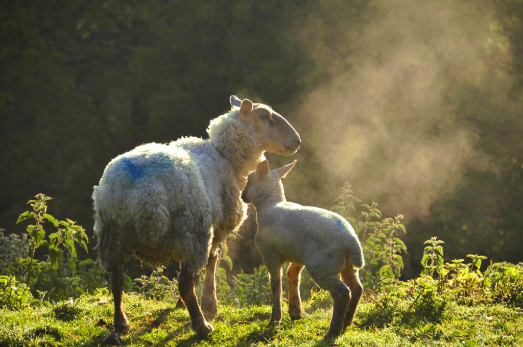 Sheep in the early morning, Newington, Oxfordshire