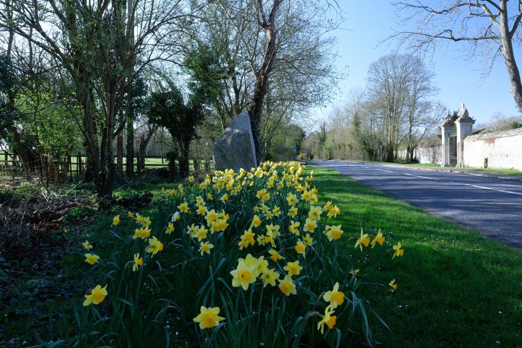 Flowers by the road, Millenium Stone, Newington, Oxfordshire