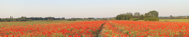 Poppies in field in Newington, Oxfordshire